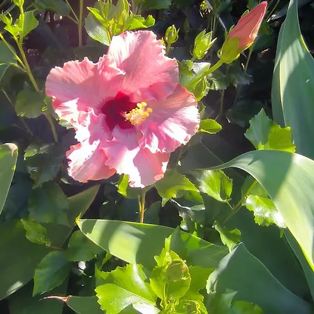 Daita 2 Daita 3 Lägenhet *