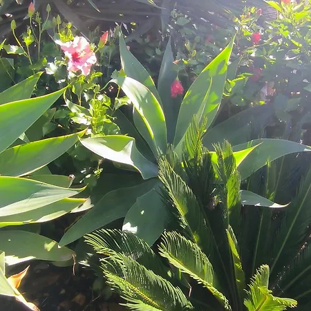 Apartman Daita 2 Daita 3 *