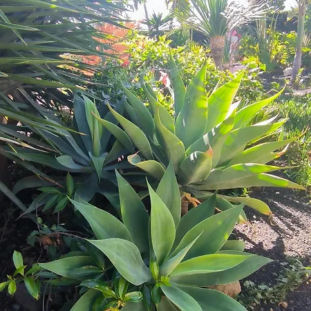 Daire Daita 2 Daita 3 *