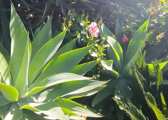 Daita 2 Daita 3 Διαμέρισμα Granadilla De Abona